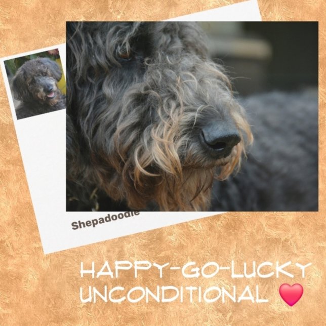 Carte Postale Portrait photographique de chien Shepadoodle (Créateur téléchargé)