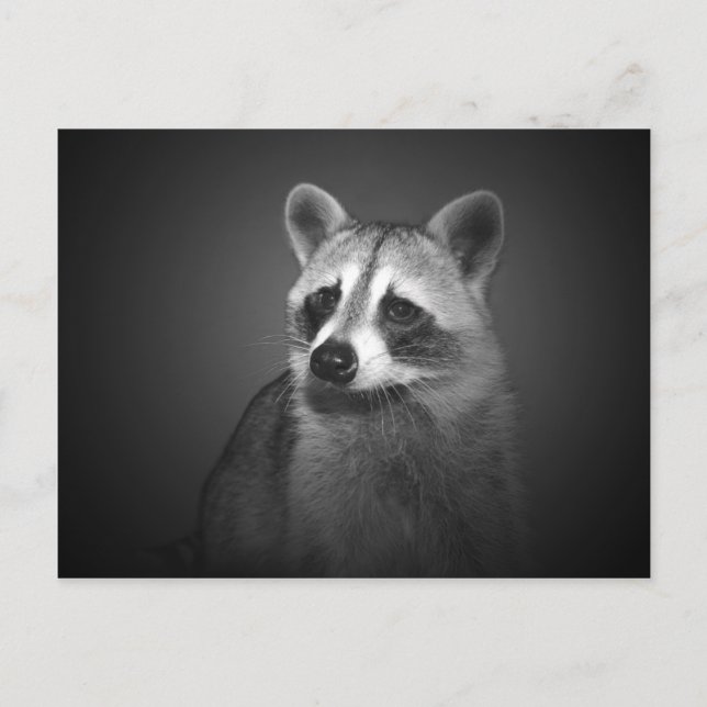 Carte postale Portrait Raccoon (Devant)