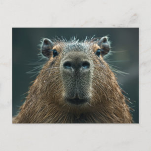 Carte Postale Portrait rapproché d'un capybara