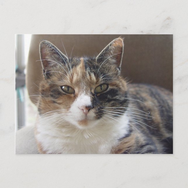 Carte Postale Portrait rouge du chat (Devant)
