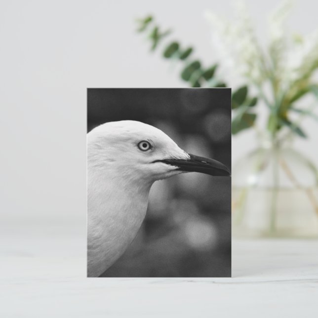 Carte Postale Portrait Seagull (Debout devant)