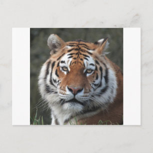 Carte Postale Portrait sibérien