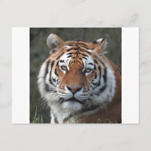 Carte Postale Portrait sibérien (Devant)