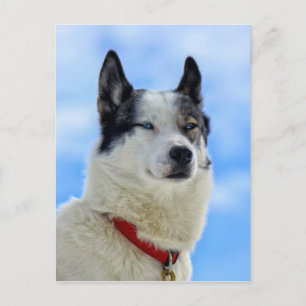 Carte Postale Portrait sibérien husky