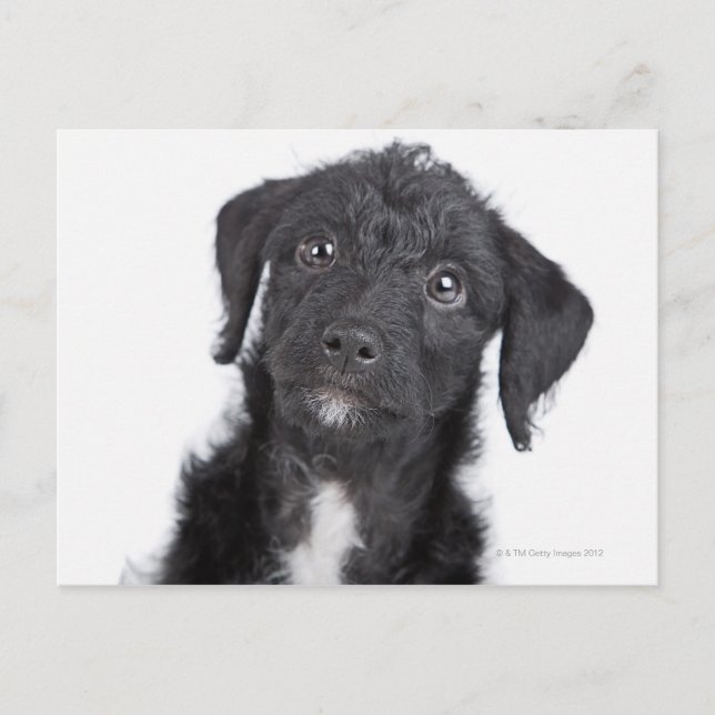 Carte Postale Portrait studio de black jack-a-doodle (Devant)