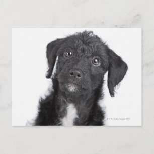 Carte Postale Portrait studio de black jack-a-doodle