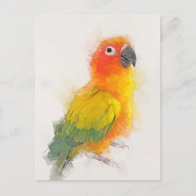 Carte Postale Portrait Sun Conure (Devant)