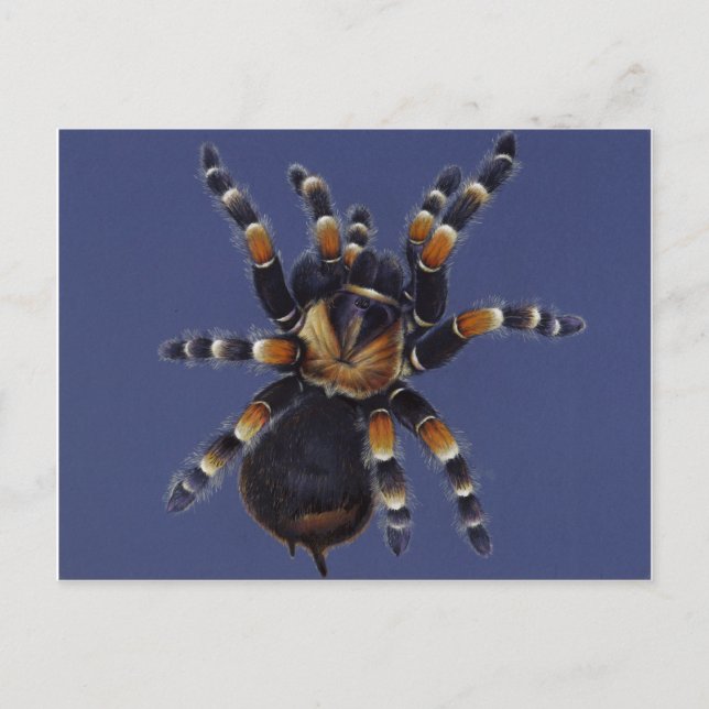 Carte Postale Portrait Tarantula (Devant)