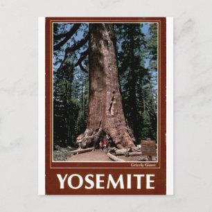 Carte Postale Portrait vintage du Géant Grizzly de Yosemite