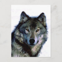 Portrait Wolf