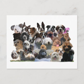 Carte Postale Portraits de chiens