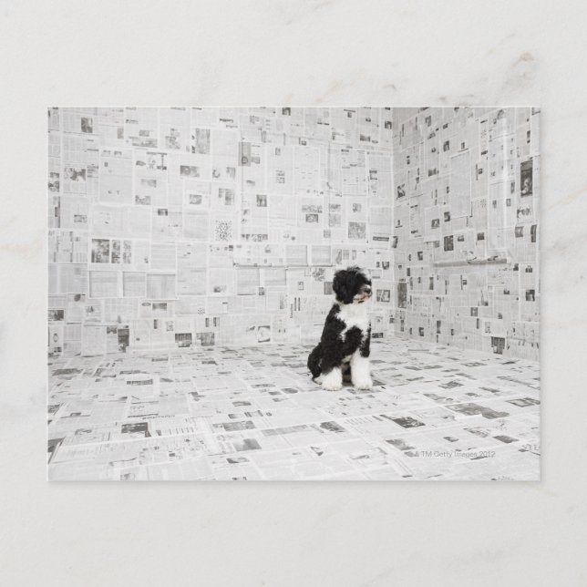 Carte Postale Portugais Water Dog dans la chambre couverte (Devant)