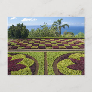 Carte Postale Portugal, Madère, Funchal. Botanique