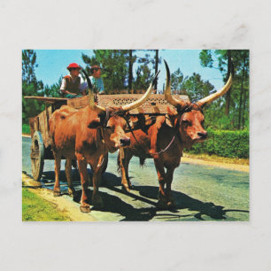 Carte Postale Portugal vintage, Minho, chars à bulles au travail