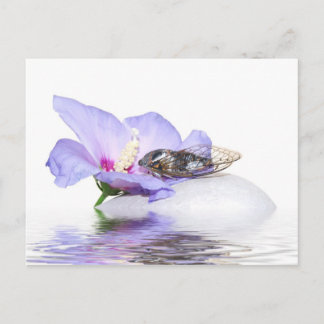 Carte Postale Poscard - Cicada en Provence