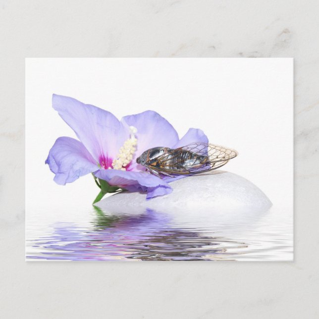 Carte Postale Poscard - Cicada en Provence (Devant)