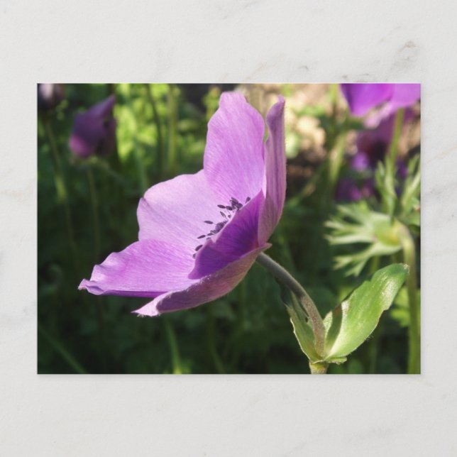 Carte Postale Poscard du jardin d'anémones (Devant)