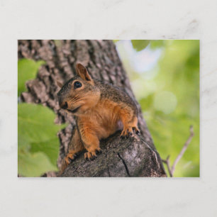 Carte Postale Pose
