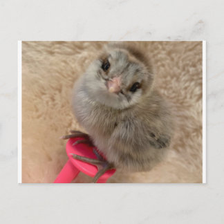 Carte Postale Pose comme un poulet