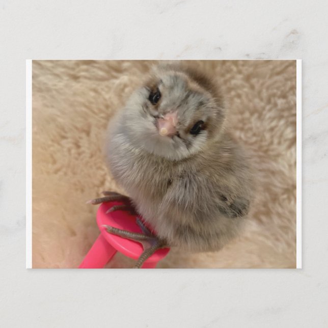 Carte Postale Pose comme un poulet (Devant)