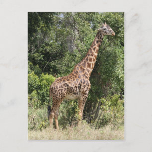 Carte Postale pose de girafe