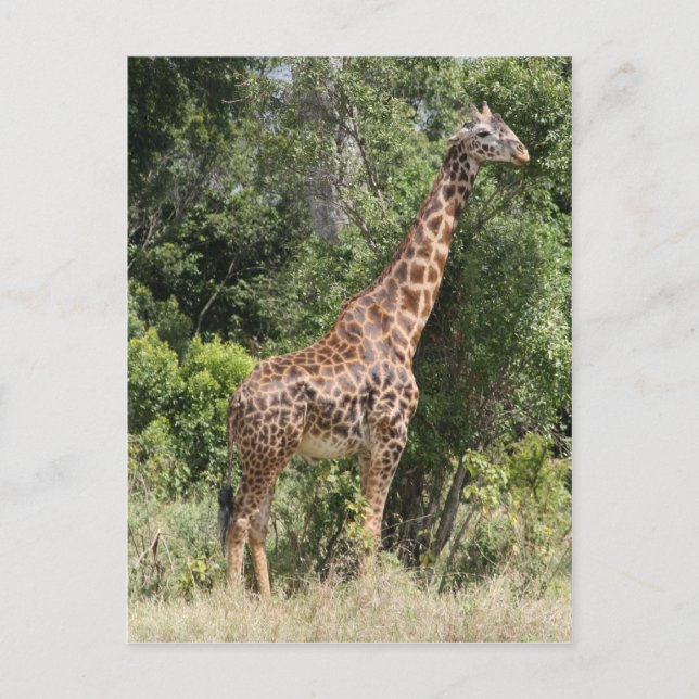 Carte Postale pose de girafe (Devant)