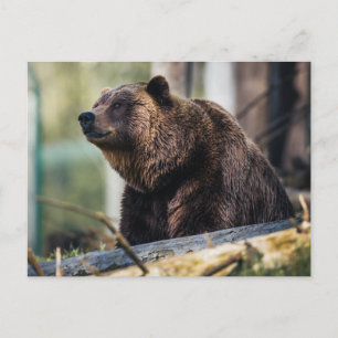 Carte Postale Pose d'ours Brown