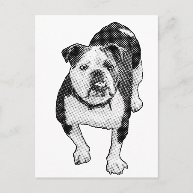Carte Postale Pose frontale, note calme Bulldog (Devant)