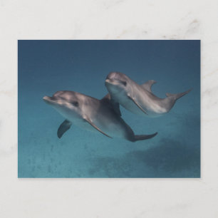 Carte Postale Pose joueuse