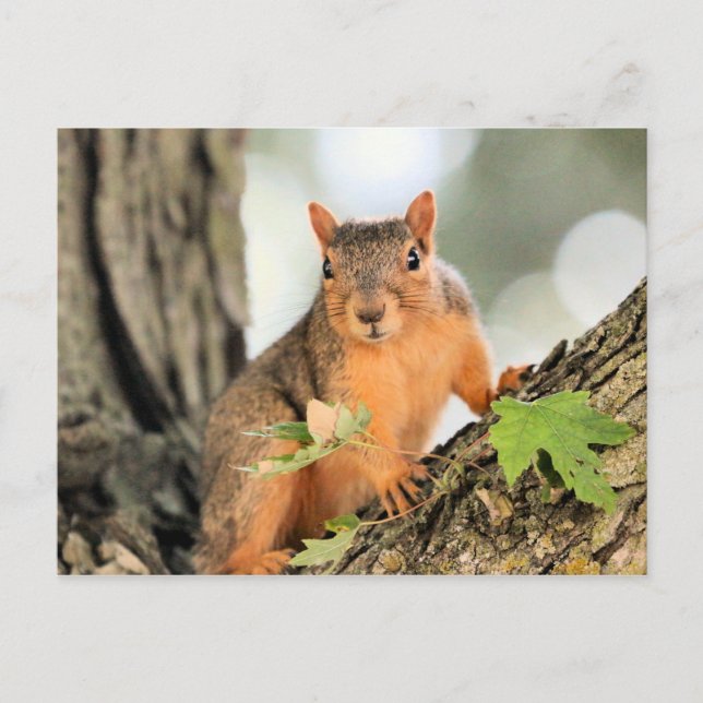 Carte Postale Pose parfaite (Devant)