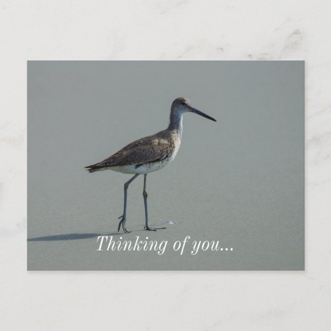 Carte Postale Pose Sandpiper (Devant)