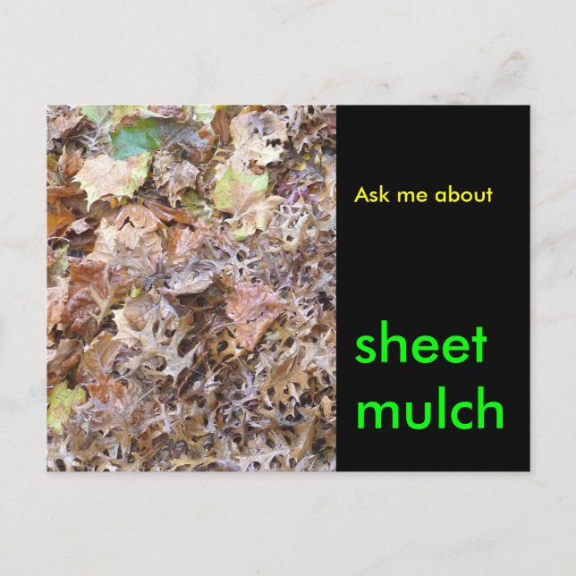 Carte Postale Posez-moi la question, paillis de feuilles (Devant)