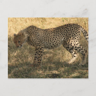 Carte Postale position du guépard