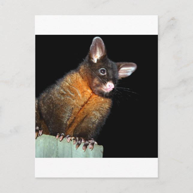 Carte Postale Possum la nuit (Devant)