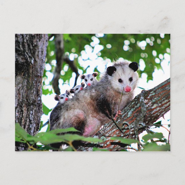 Carte Postale Possum, maman et bébés (Devant)