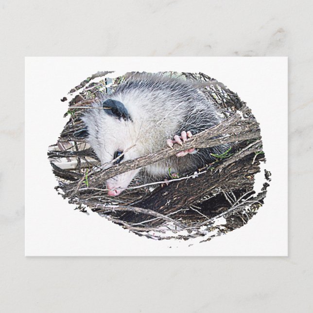 Carte Postale Possum Opossum (Devant)