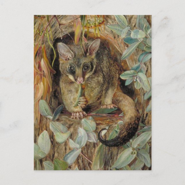 Carte Postale Possum up a Gum Tree by Marianne North (Devant)