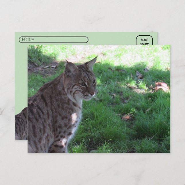 Carte Postale Post-croisement - Beau Bobcat dans un champ (Devant / Derrière)