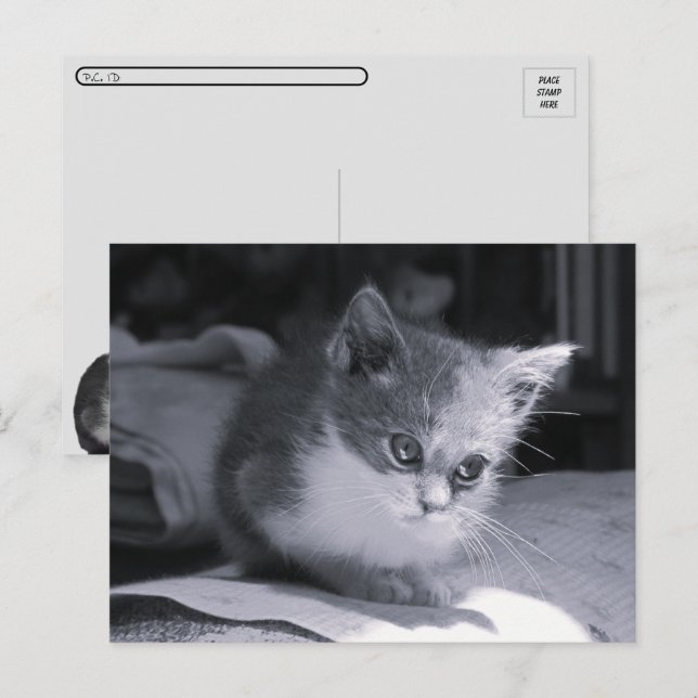 Carte Postale Post-croisement - Bob dans la pensée - Chat noir e (Devant / Derrière)