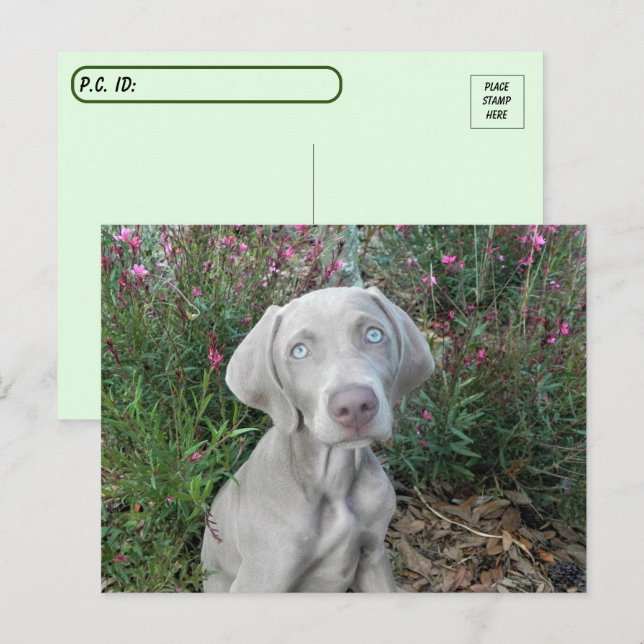 Carte Postale Post-croisement Brooklyn's Garden Party - Weimaran (Devant / Derrière)