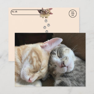 Carte Postale Post-croisement - Chatons dormant Taz et Tito Chat