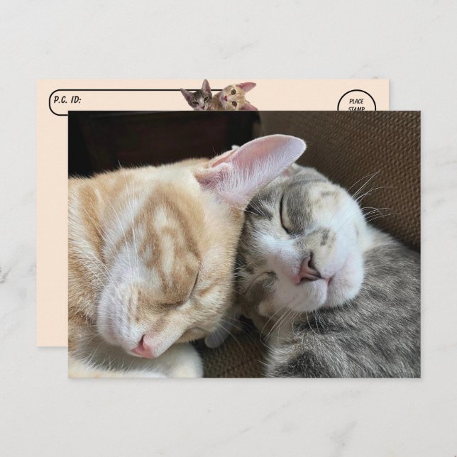 Carte Postale Post-croisement - Chatons dormant Taz et Tito Chat (Devant / Derrière)