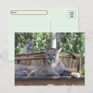 Carte Postale Post-croisement - Cougar Cubs 11 mois Pic