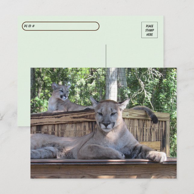 Carte Postale Post-croisement - Cougar Cubs 11 mois Pic (Devant / Derrière)