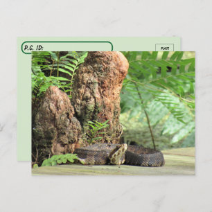 Carte Postale Post-croisement - Floride Cottonmouth dans le mara