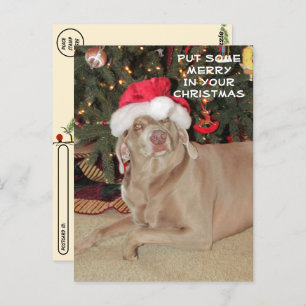 Carte Postale Post-croisement - Pluie le Noël du Weimaraner