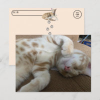 Post-croisement - Taz The Adorable Ginger Tabby -