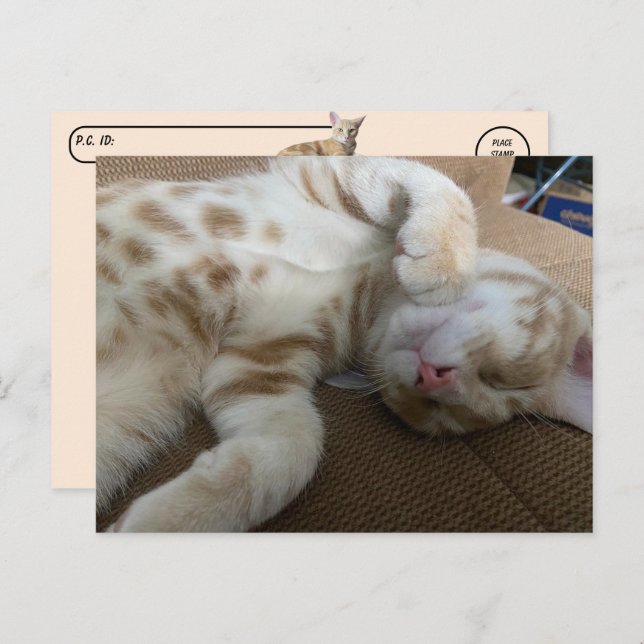 Carte Postale Post-croisement - Taz The Adorable Ginger Tabby -  (Devant / Derrière)