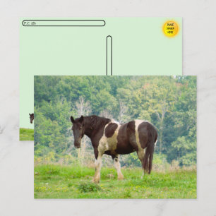 Carte Postale Post-franchissement - Cheval peint américain dans