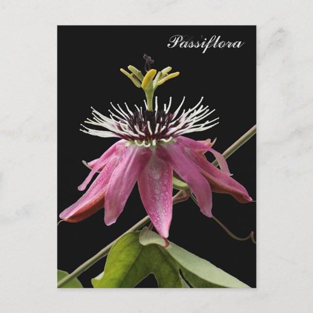 Carte Postale Postal de Passiflora (Devant)